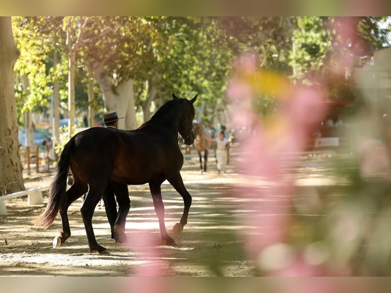 PRE Mix Stallion 2 years 16,1 hh Black in Saint santin de maurs