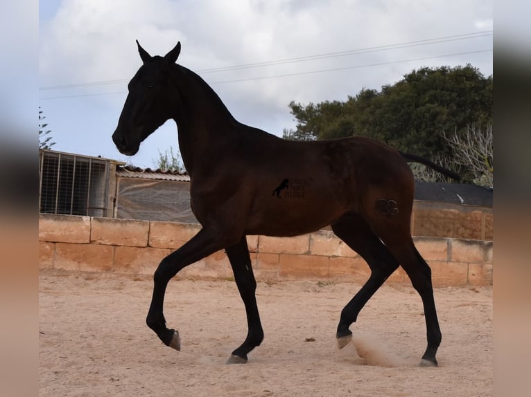 PRE Stallion 2 years 16,1 hh Black in Menorca