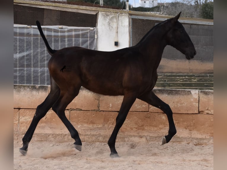 PRE Stallion 2 years 16,1 hh Black in Menorca
