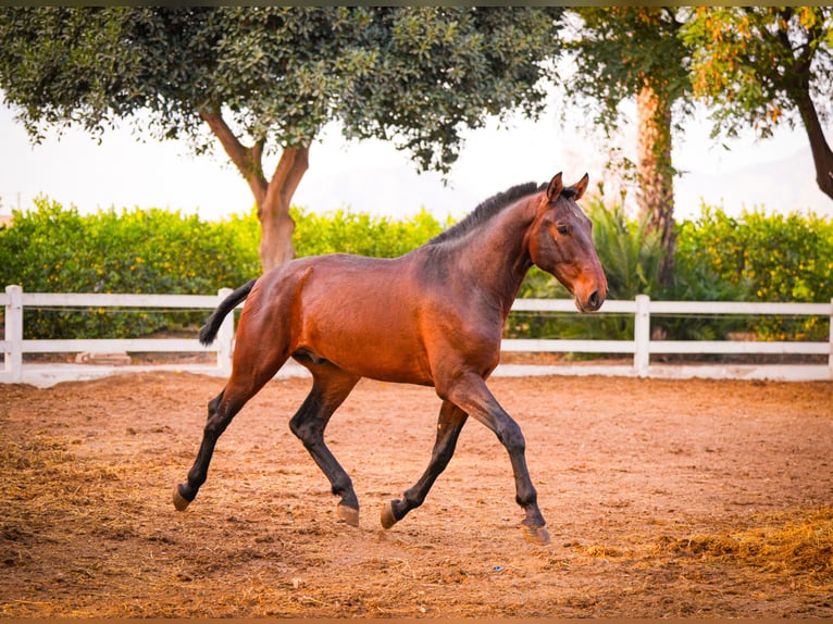 PRE Mix Stallion 2 years 16,1 hh Brown in Valencia