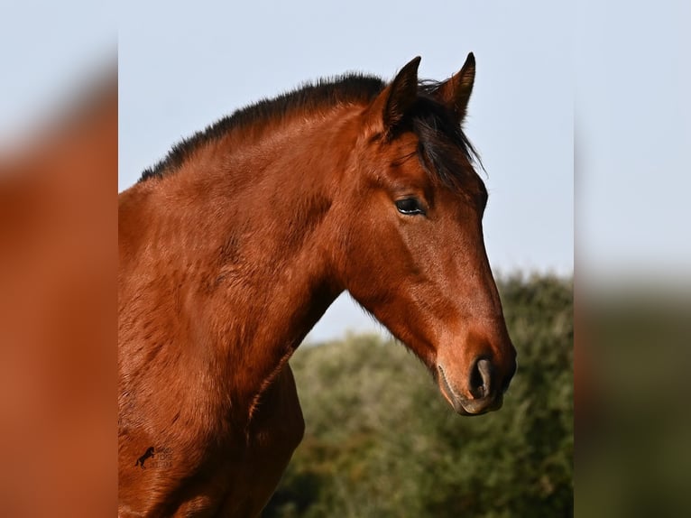 PRE Stallion 2 years 16.1 hh Brown in Menorca