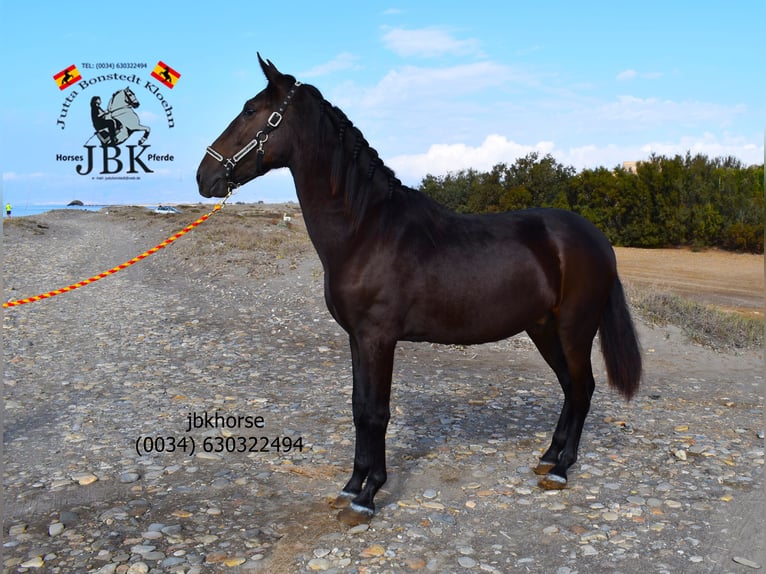 PRE Mix Stallion 2 years 16,1 hh Brown in Tabernas Almeria