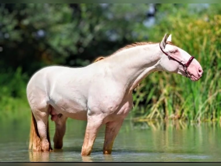 PRE Mix Stallion 2 years 16.1 hh Dun in Calañas