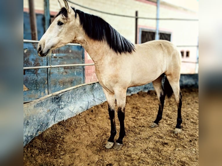 PRE Mix Stallion 2 years 16.1 hh Dun in Calañas