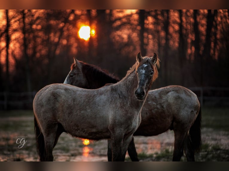 PRE Stallion 2 years 16,1 hh Gray in Leipe