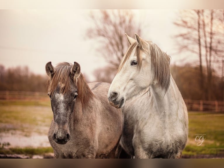 PRE Stallion 2 years 16,1 hh Gray in Leipe