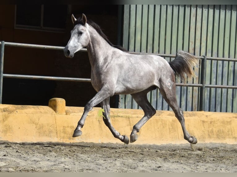 PRE Stallion 2 years 16.1 hh Grey in Provinz Malaga