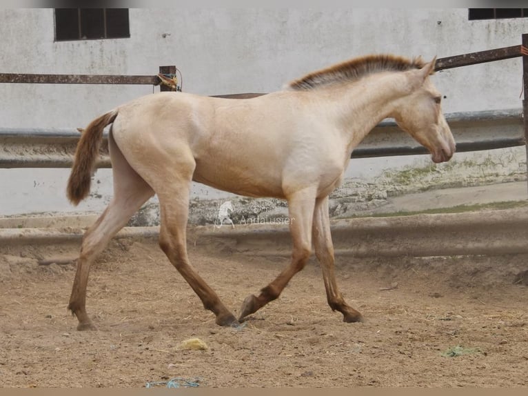 PRE Stallion 2 years 16.1 hh Pearl in Miralvalles