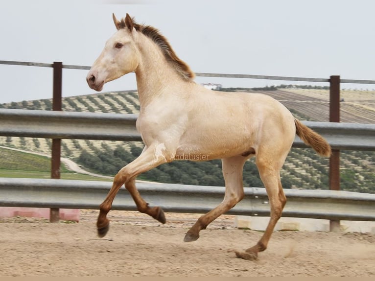 PRE Stallion 2 years 16.1 hh Pearl in Miralvalles