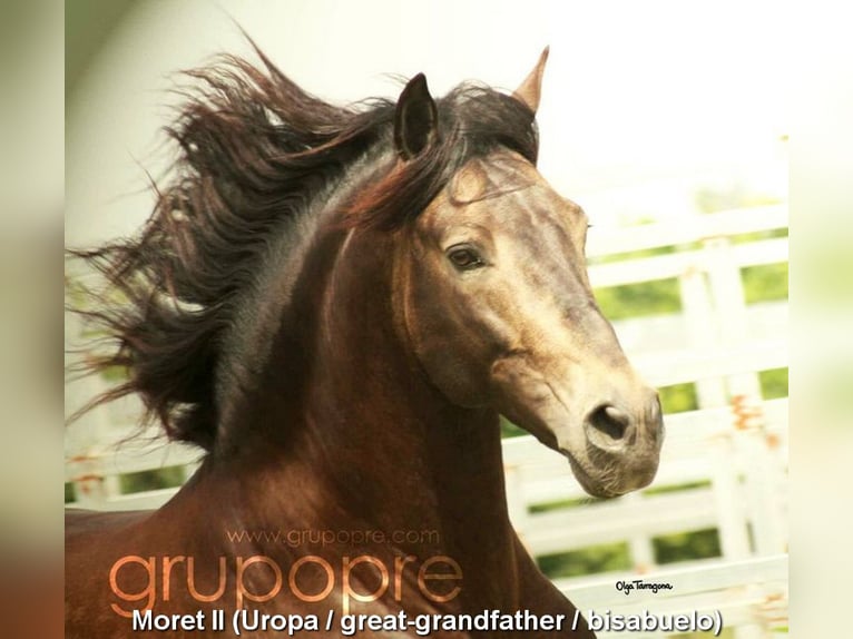 PRE Stallion 2 years 16.1 hh Pearl in Miralvalles