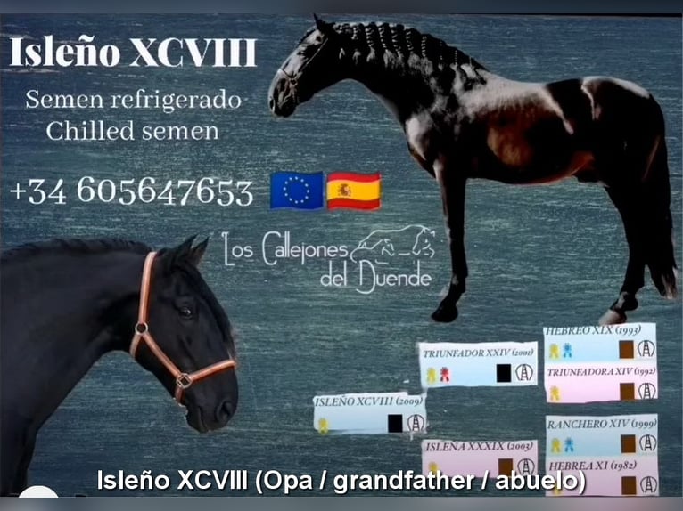 PRE Stallion 2 years 16.1 hh Pearl in Miralvalles