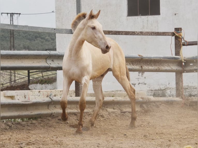 PRE Stallion 2 years 16.1 hh Pearl in Miralvalles