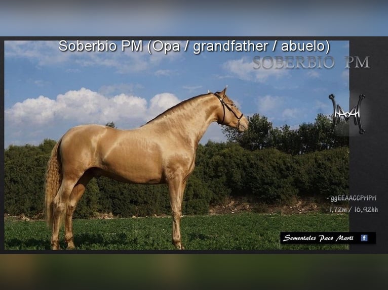 PRE Stallion 2 years 16.1 hh Pearl in Miralvalles
