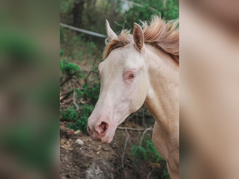 PRE Stallion 2 years 16,1 hh Perlino in Alcoi/Alcoy
