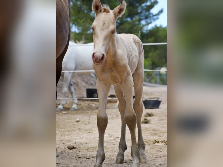 PRE Stallion 2 years 16,1 hh Perlino in Alcoi/Alcoy