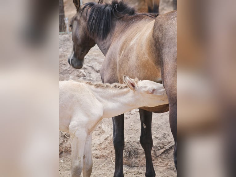 PRE Stallion 2 years 16,1 hh Perlino in Alcoi/Alcoy