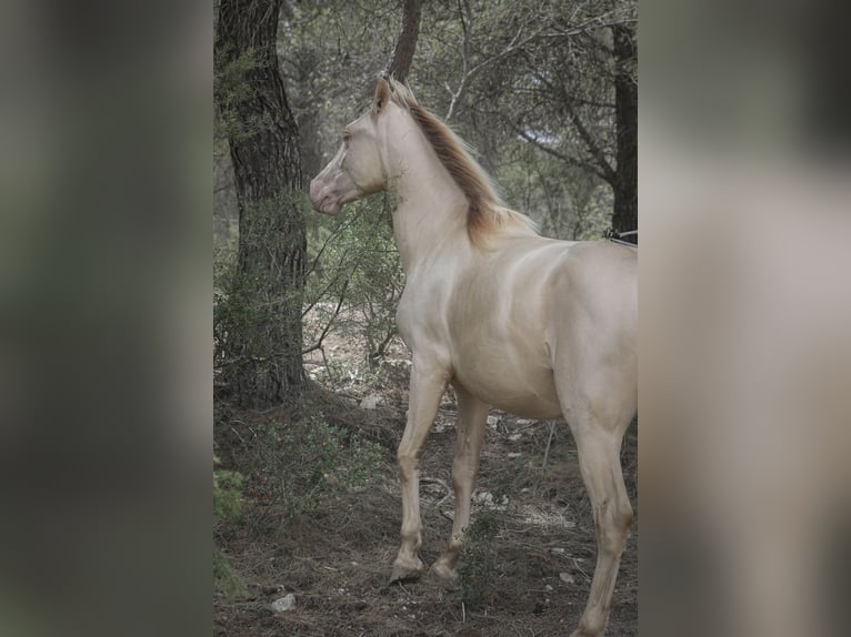 PRE Stallion 2 years 16,1 hh Perlino in Alcoi/Alcoy