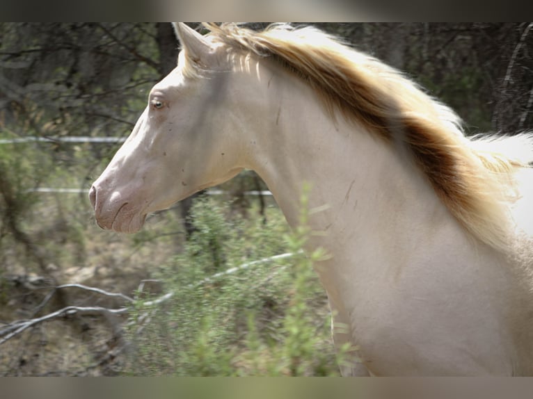 PRE Stallion 2 years 16,1 hh Perlino in Alcoi/Alcoy