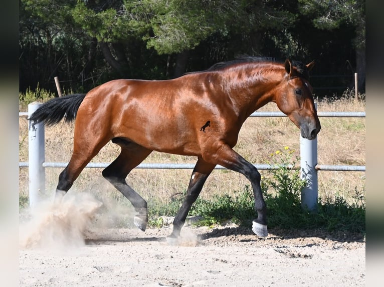 PRE Mix Stallion 2 years 16.2 hh Brown in Mallorca