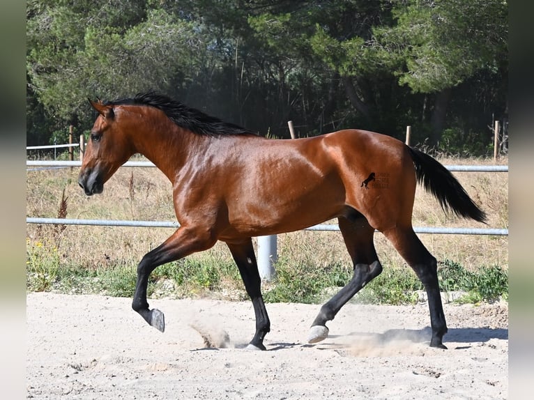 PRE Mix Stallion 2 years 16.2 hh Brown in Mallorca