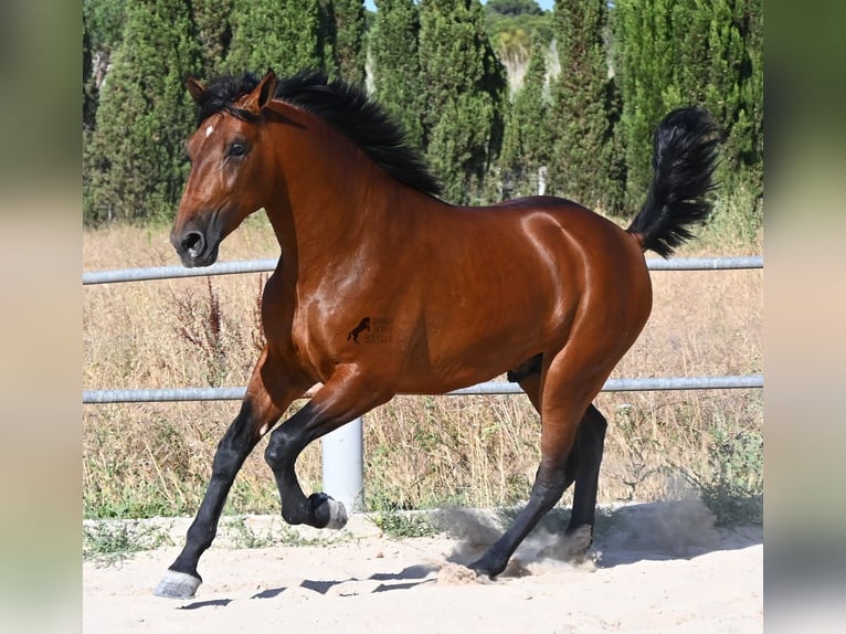 PRE Mix Stallion 2 years 16.2 hh Brown in Mallorca