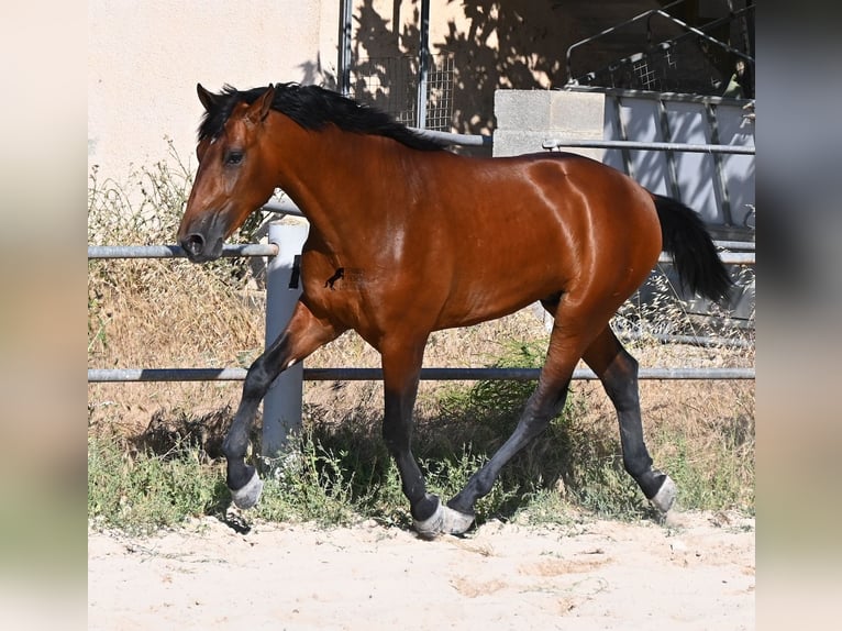 PRE Mix Stallion 2 years 16.2 hh Brown in Mallorca