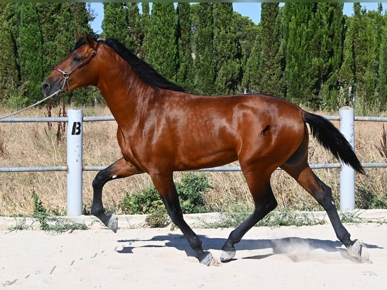 PRE Mix Stallion 2 years 16.2 hh Brown in Mallorca