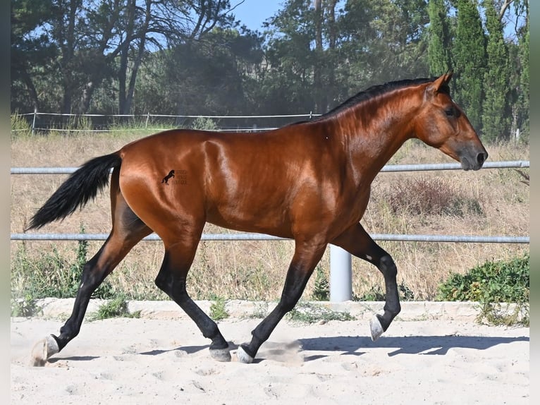 PRE Mix Stallion 2 years 16.2 hh Brown in Mallorca