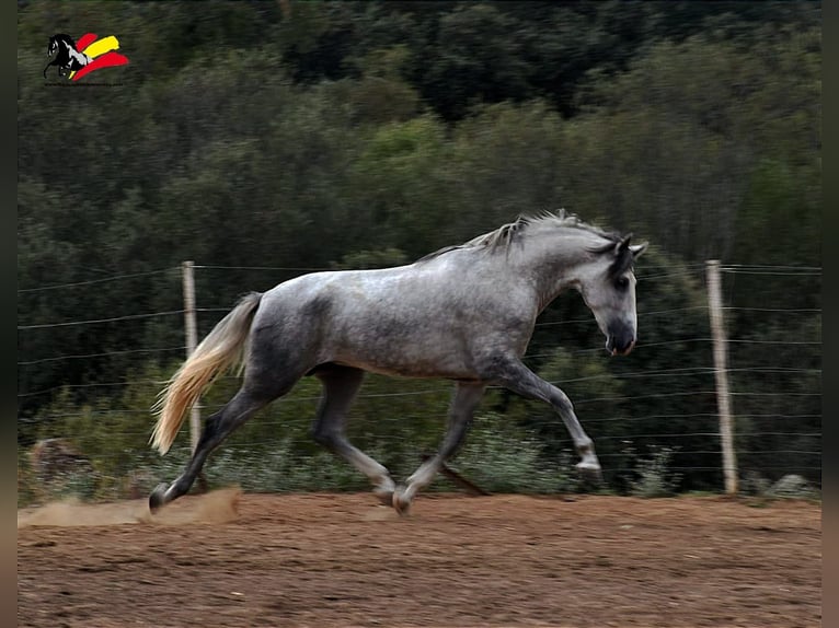 PRE Stallion 2 years 16,2 hh Gray-Dapple in El Real de la Jara (Sevilla)