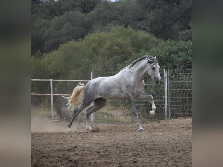 PRE Stallion 2 years 16,2 hh Gray-Dapple in El Real de la Jara (Sevilla)