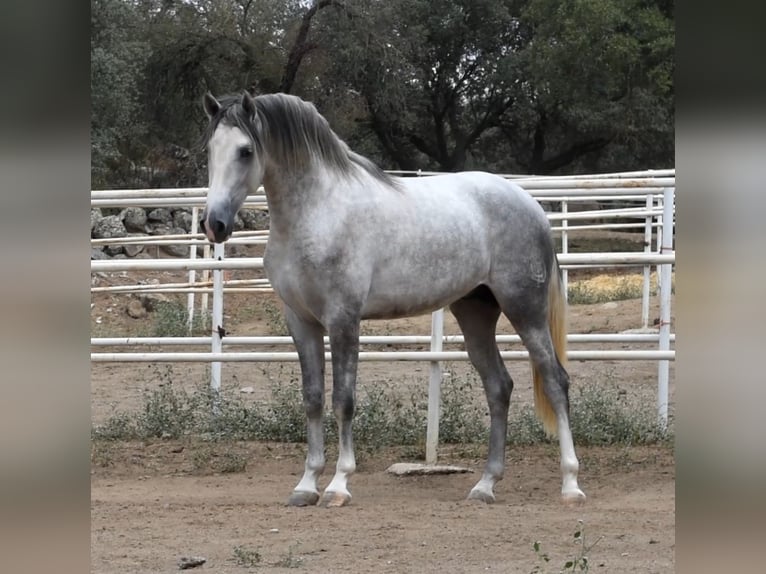 PRE Stallion 2 years 16,2 hh Gray-Dapple in El Real de la Jara (Sevilla)