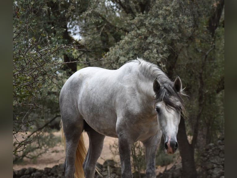 PRE Stallion 2 years 16,2 hh Gray-Dapple in El Real de la Jara (Sevilla)