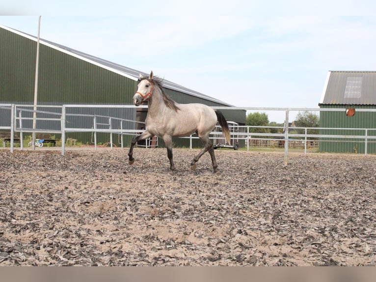 PRE Mix Stallion 2 years 16,2 hh Gray in Den Haag