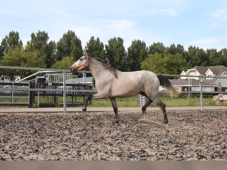 PRE Mix Stallion 2 years 16,2 hh Gray in Den Haag