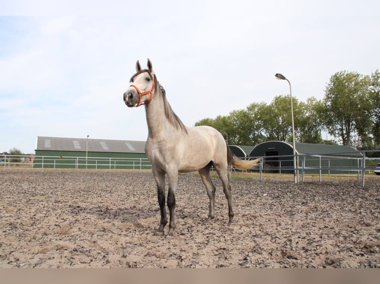 PRE Mix Stallion 2 years 16,2 hh Gray in Den Haag