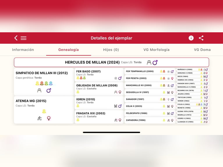 PRE Stallion 2 years 16.2 hh Grey in Fuentes De Andalucia