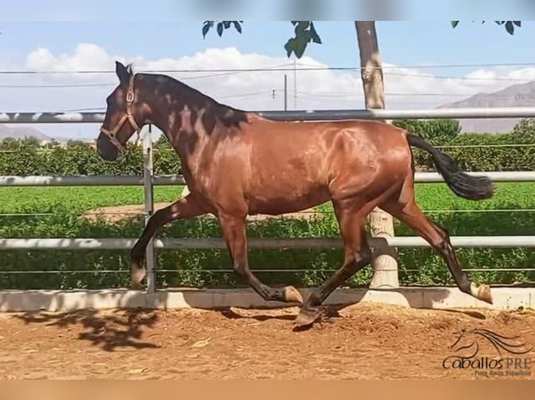 PRE Mix Stallion 2 years 16,3 hh Brown in Murcia