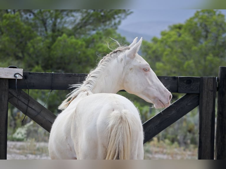 PRE Mix Stallion 2 years 16,3 hh Perlino in Alcoi/Alcoy