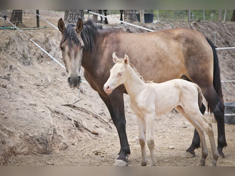 PRE Mix Stallion 2 years 16,3 hh Perlino in Alcoi/Alcoy