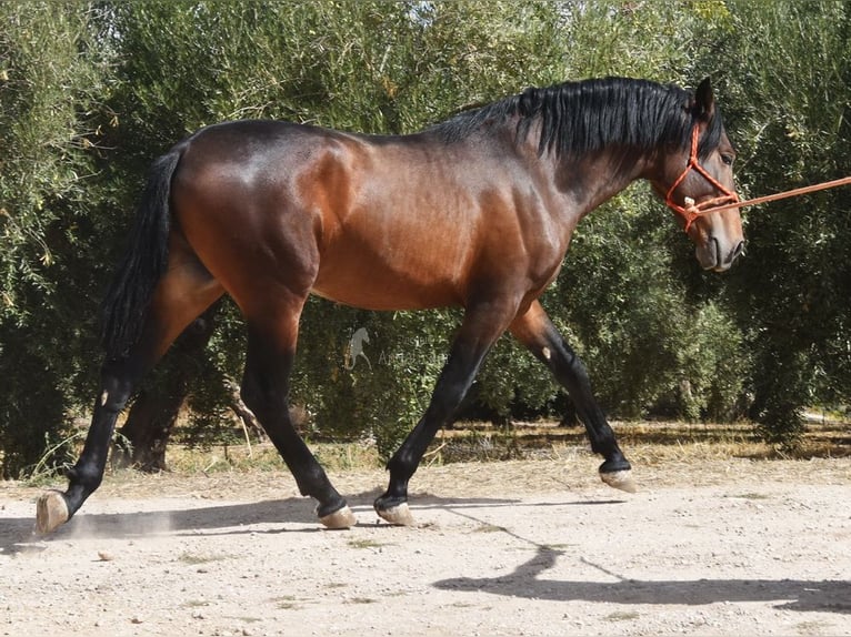 PRE Mix Stallion 2 years 16 hh in Provinz Granada