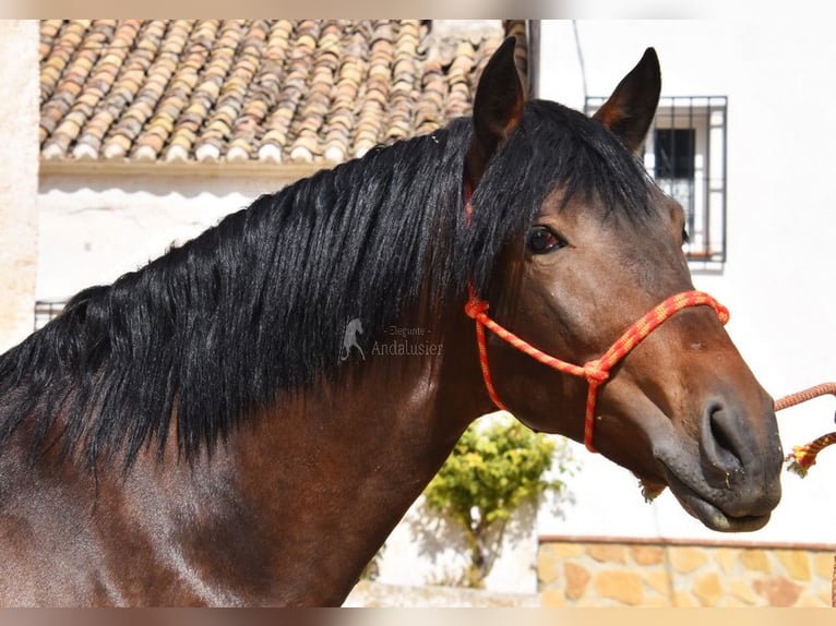 PRE Mix Stallion 2 years 16 hh in Provinz Granada
