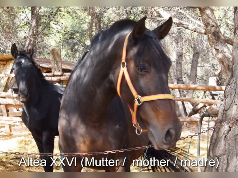 PRE Mix Stallion 2 years 16 hh in Provinz Granada