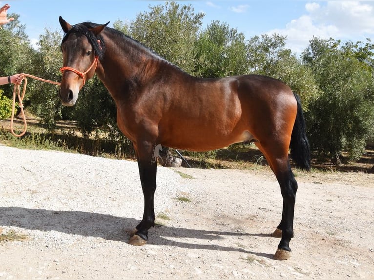 PRE Mix Stallion 2 years 16 hh in Provinz Granada