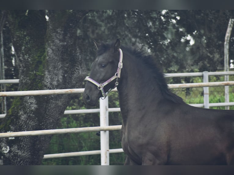 PRE Stallion 2 years 16 hh Black in El Real De La Jara