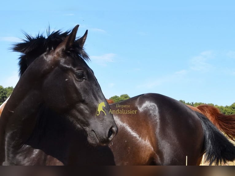 PRE Stallion 2 years 16 hh Black in Provinz Malaga