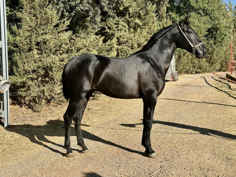 PRE Stallion 2 years 16 hh Black in Galaroza