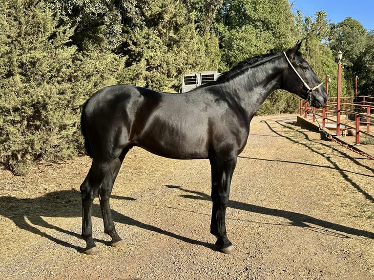PRE Stallion 2 years 16 hh Black in Galaroza