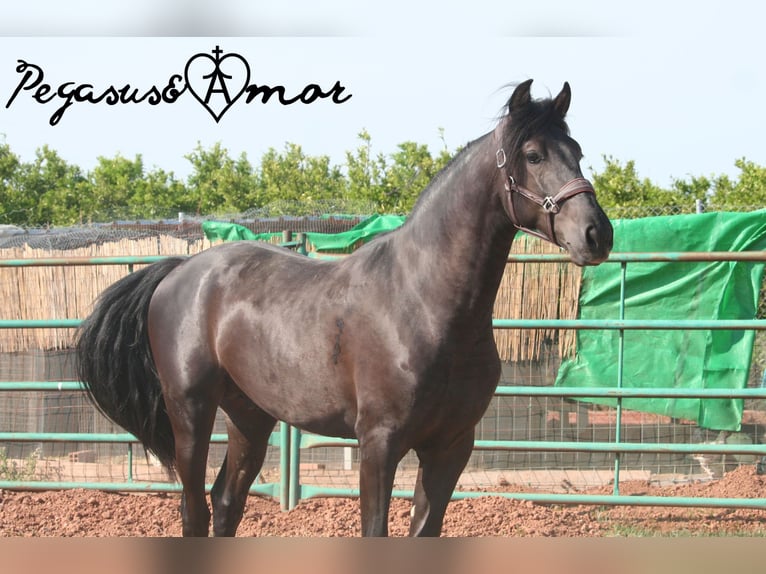 PRE Mix Stallion 2 years 16 hh Black in Valencia