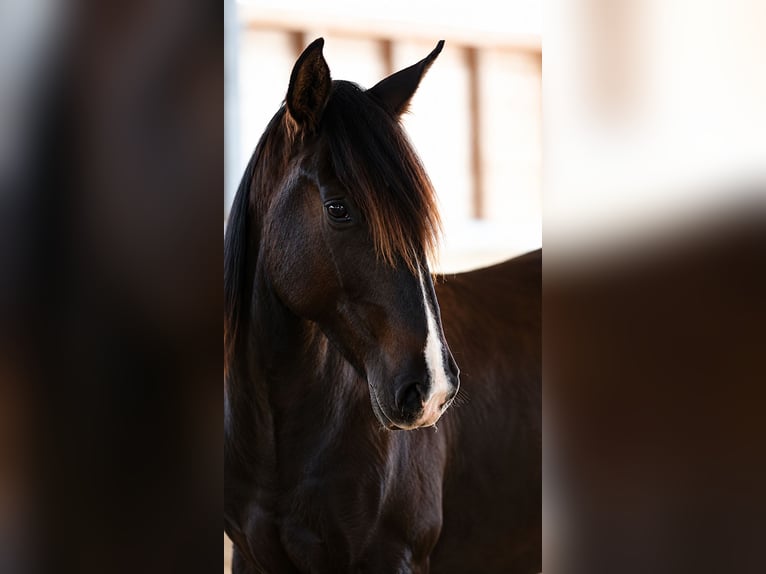 PRE Mix Stallion 2 years 16 hh Black in Kefermarkt