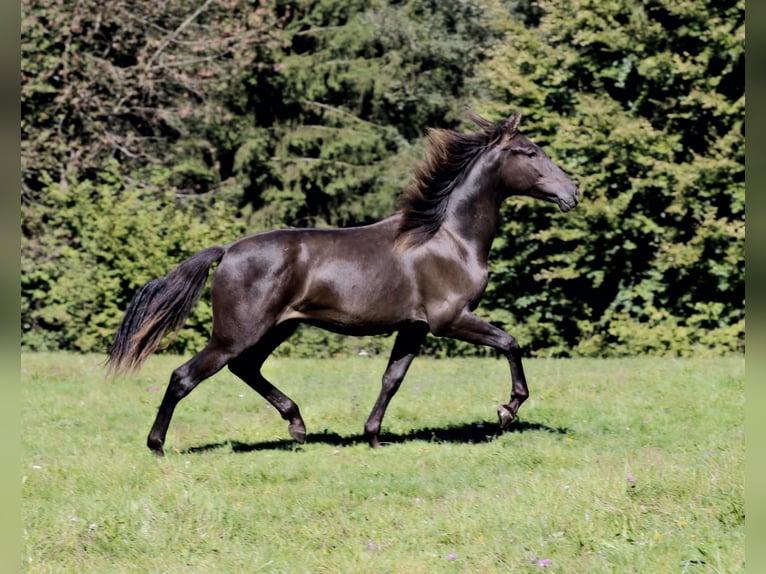 PRE Stallion 2 years 16 hh Black in Kefermarkt